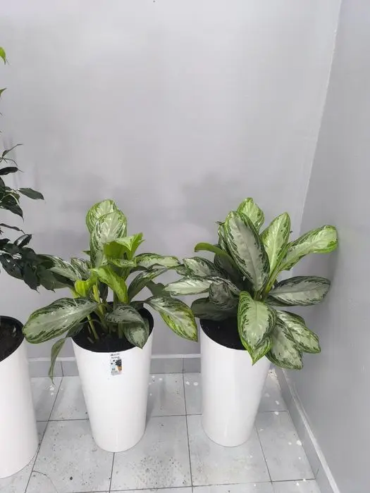 Офисные цветы  Хона гуллари