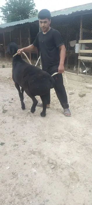 Qurbonlik uchun qo‘chqorlar