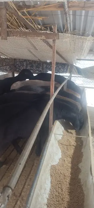 Qurbonlik uchun qo‘chqorlar