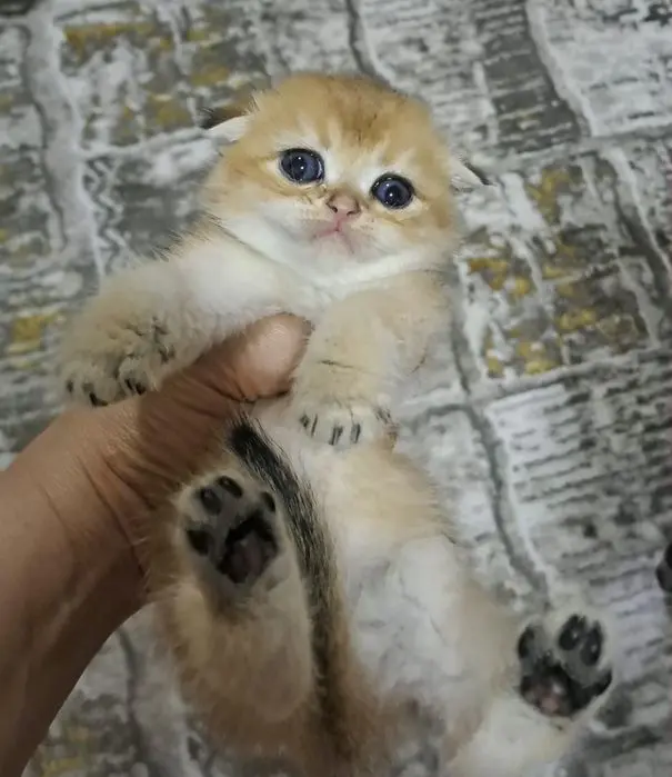 Котята от правильной вязки