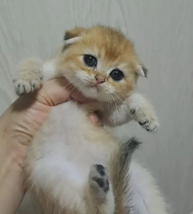 Котята от правильной вязки