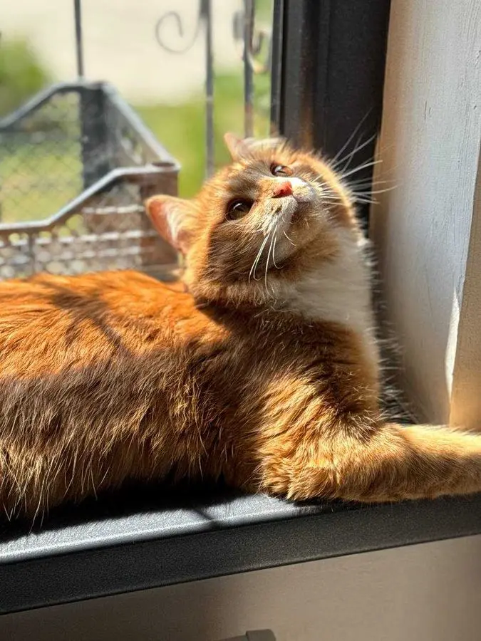 Кошка молодая рыжая