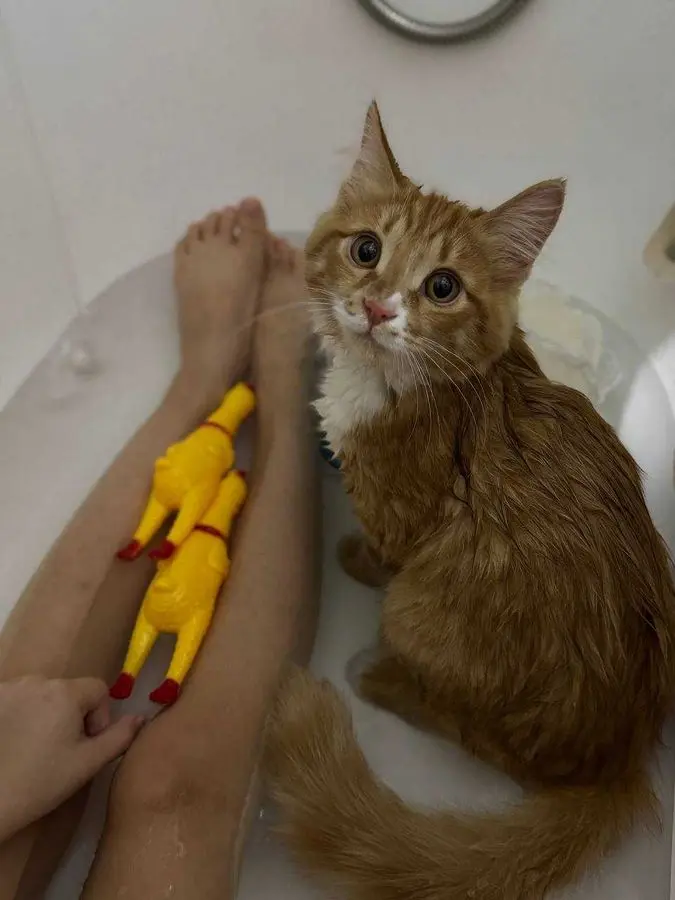 Кошка молодая рыжая