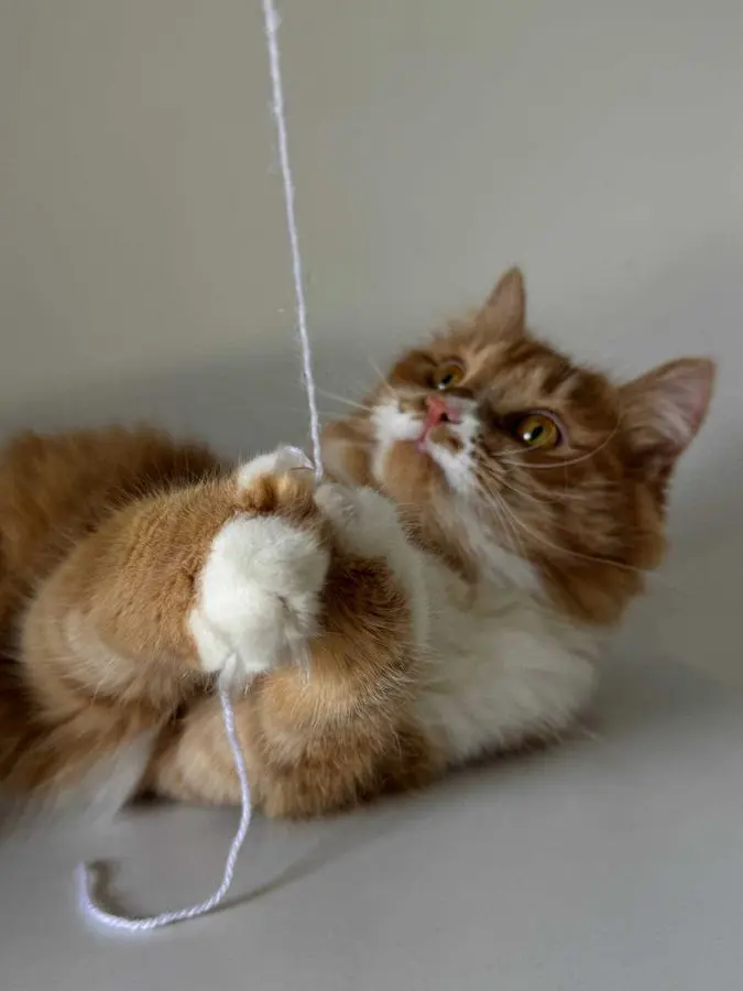 Кошка молодая рыжая