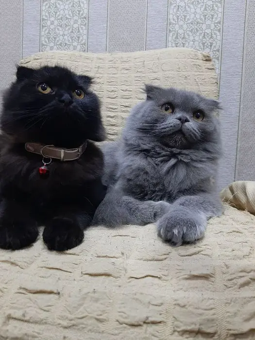 Скоттиш фолд қиз