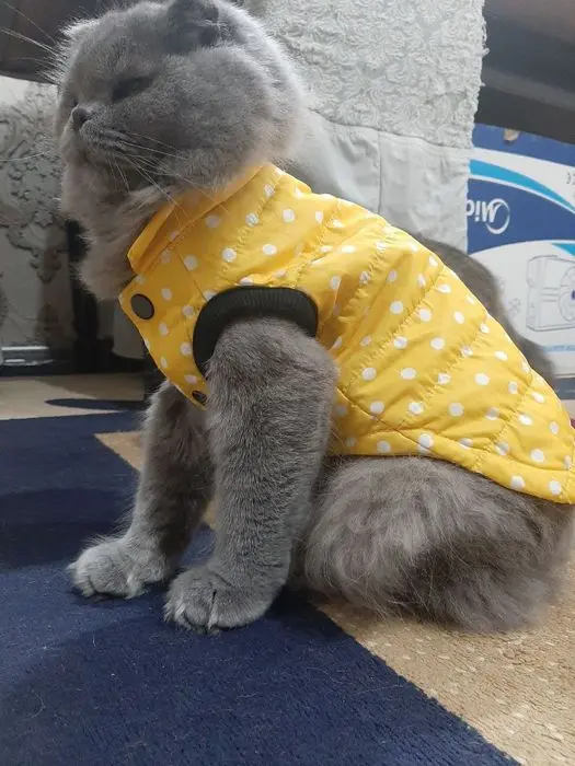 Скоттиш фолд қиз