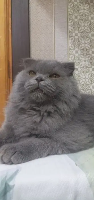 Скоттиш фолд қиз