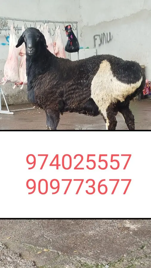 Qassob xizmati 24/7 мясников сервис,