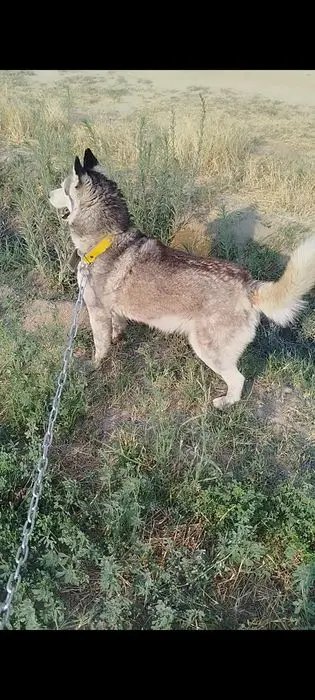 Xaski 7 oylik urğochi 100$ kelishtirib beramiz