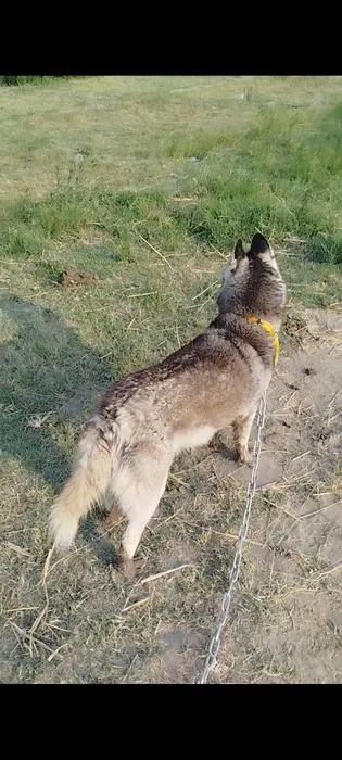 Xaski 7 oylik urğochi 100$ kelishtirib beramiz