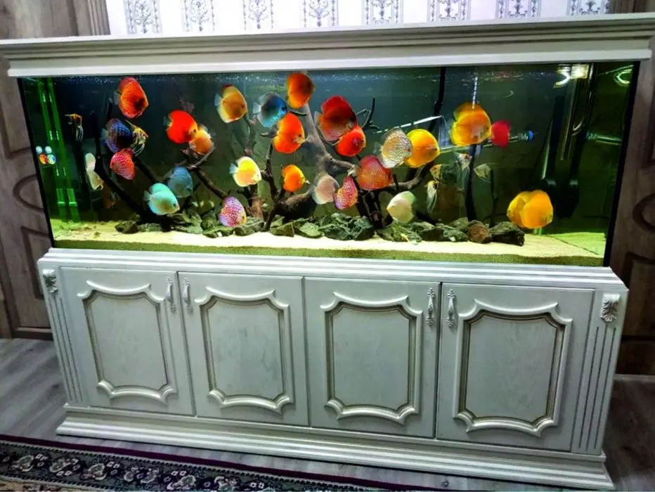 Аквариум премиум класса от Aquashop