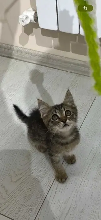 Котёнок Мурчик ищет семью!